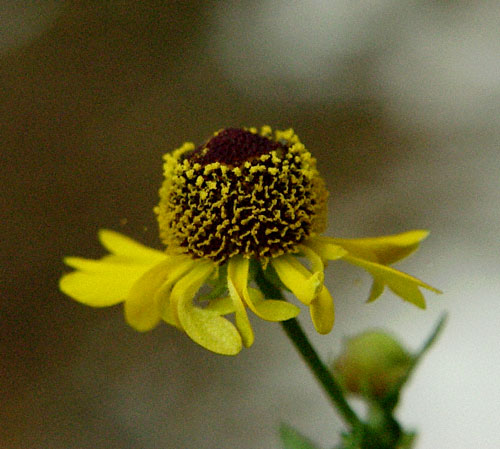 Yellow Ironweed