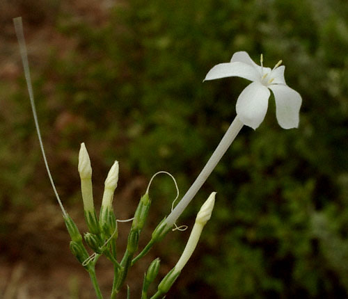 White Flower Gilia
