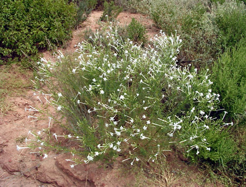 White Flower Gilia