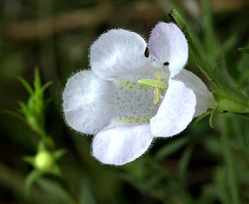 Prairie Agalinis (White)