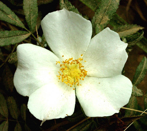White Prairie Rose