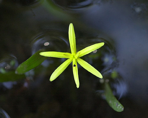 Water Star Grass