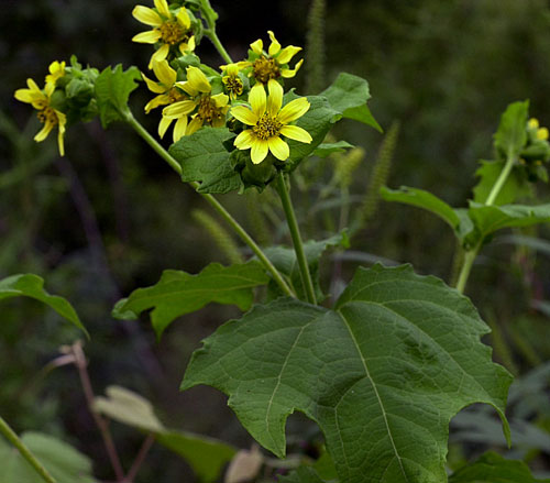 Yellow Flower Leafcup