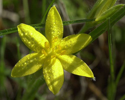 Yellow Star Grass