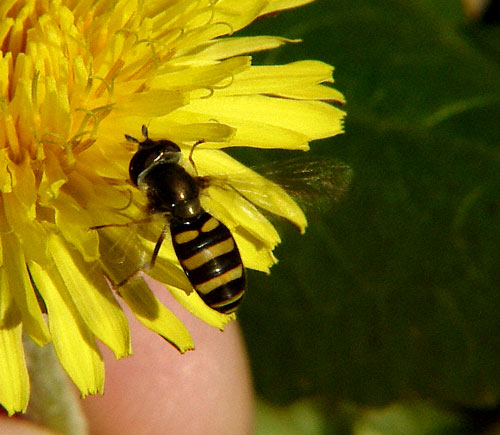 American Hover Fly