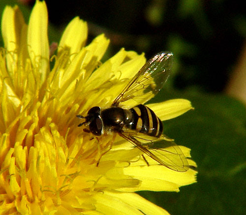 American Hover Fly 