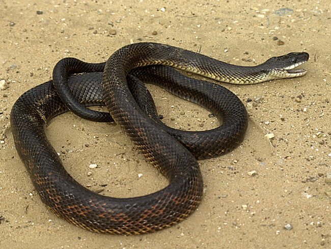 Black rat snake oklahoma
