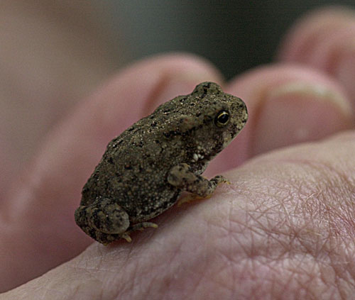 Cricket Frog 