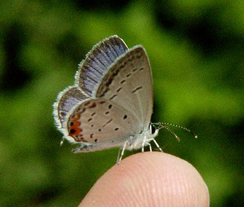 Eastern Tailed Blue 