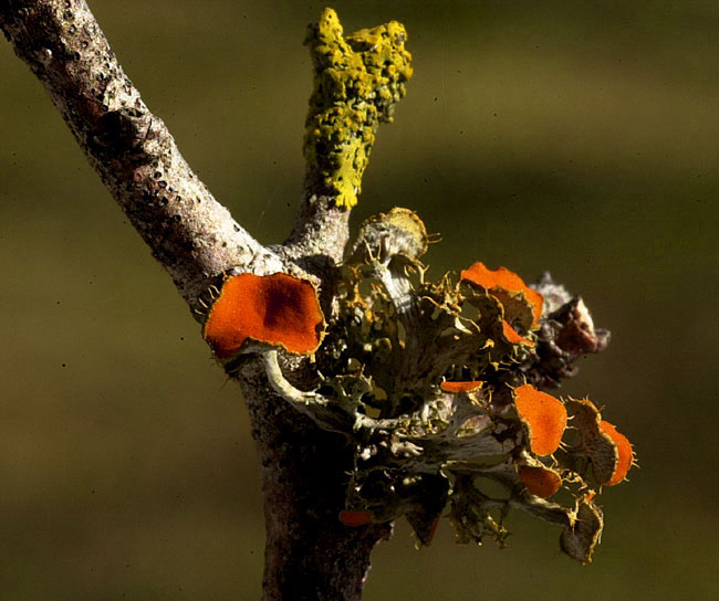 Orange Bush Lichen 