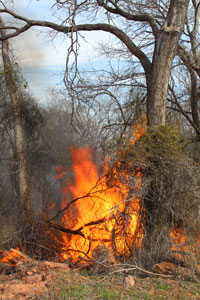 Prescribed Burn