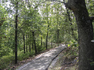 Forest Path