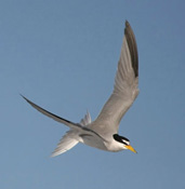 Interior Least Tern