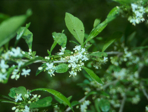 Ilex decidua