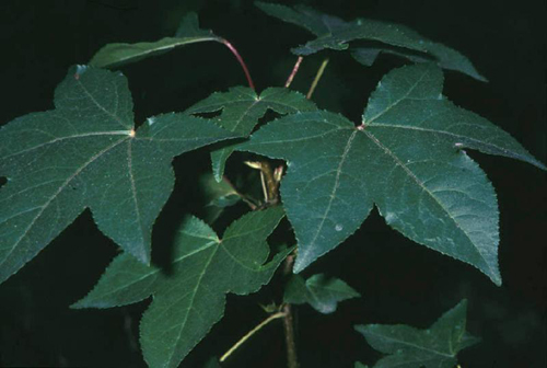 Liquidambar styraciflua