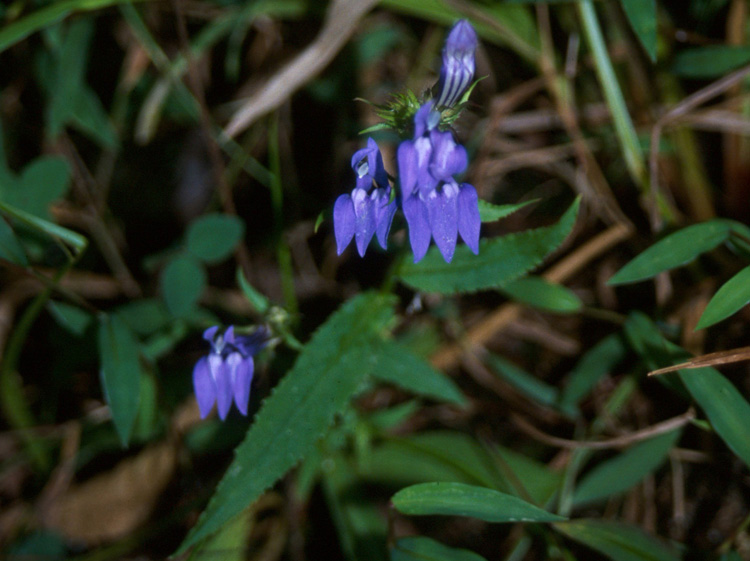 Lobelia