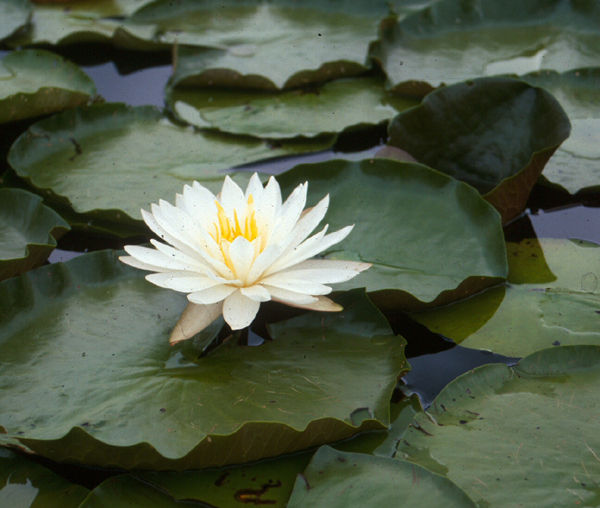 Nymphaea odorata