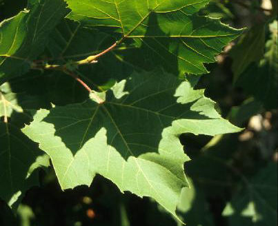 Platanus occidentalis