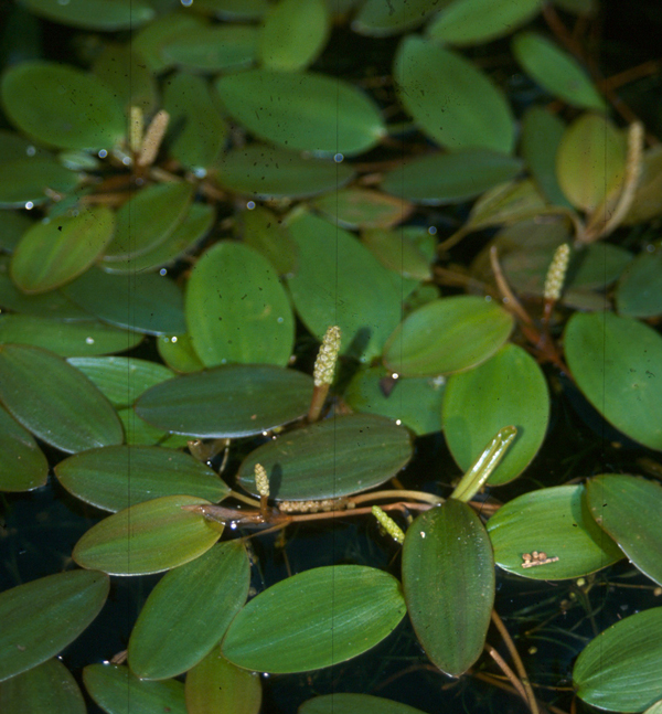 Potamogeton nodosus