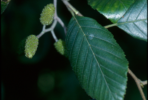 Alnus serrulata