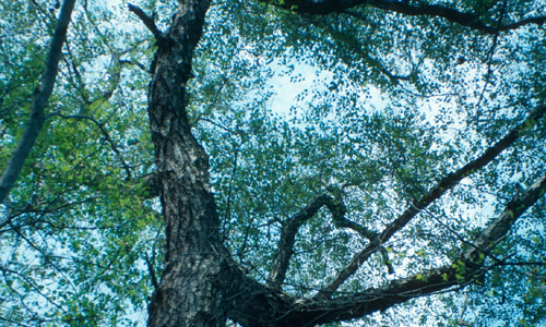 Betula nigra