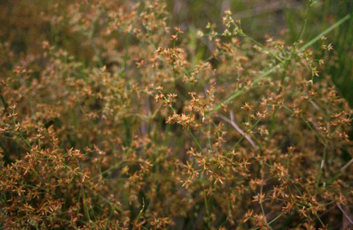 Juncus diffussimus