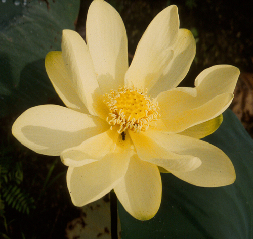 Nelumbo lutea