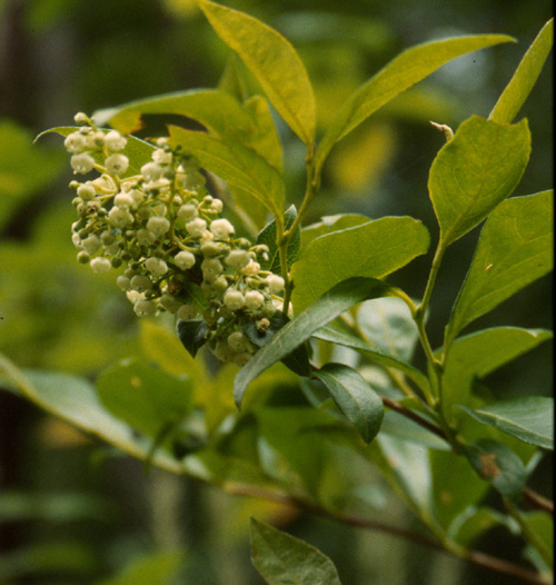 Lyonia ligustrina