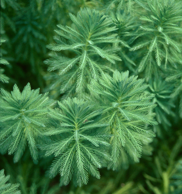 Myriophyllum aquaticum