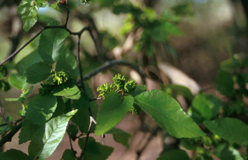 Planera aquatica