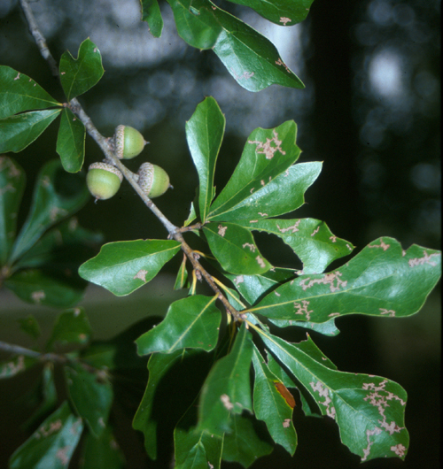 Quercus nigra