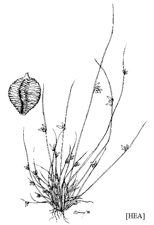 Schoenoplectus saximontanus