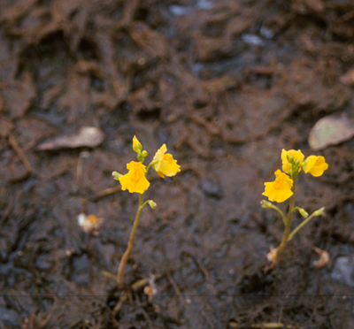 Utricularia gibba