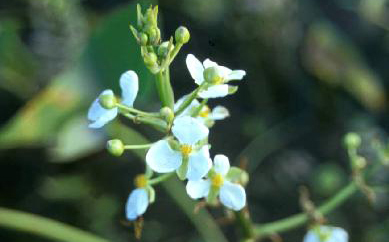 Sagittaria