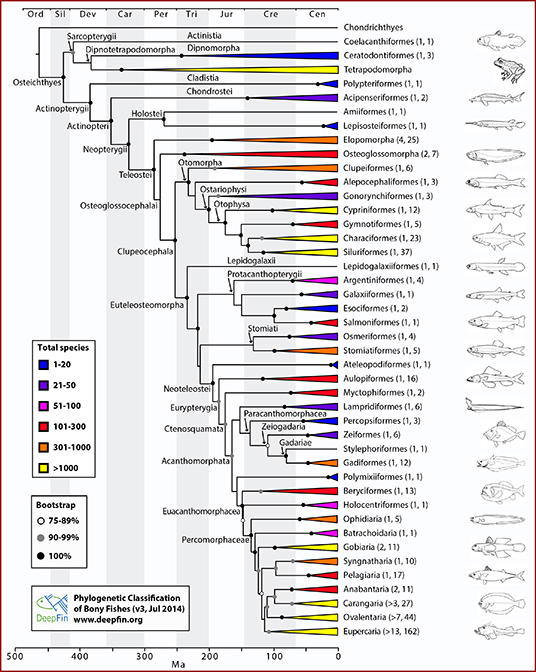 phylogenetic classification of bony fishes